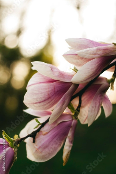 Obraz pink magnolia flower