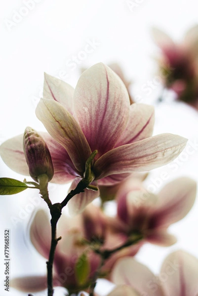 Obraz pink magnolia flower