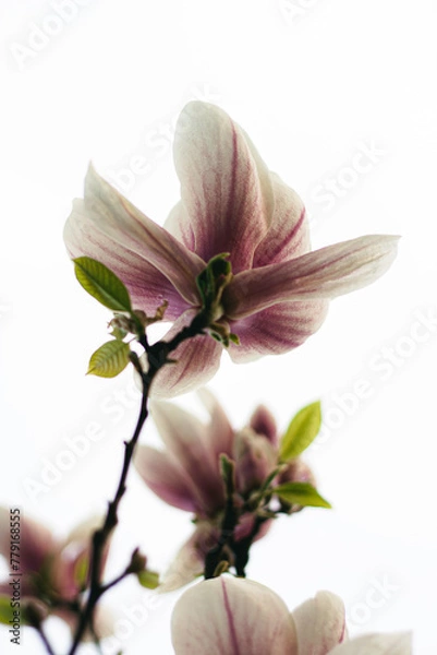 Obraz magnolia tree blossom