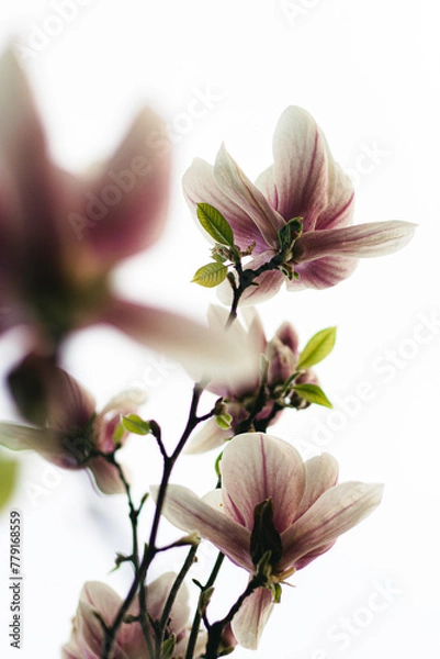 Obraz magnolia tree blossom