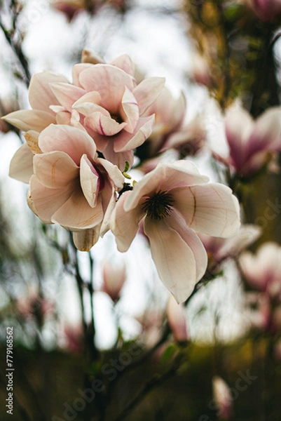 Obraz magnolia tree blossom