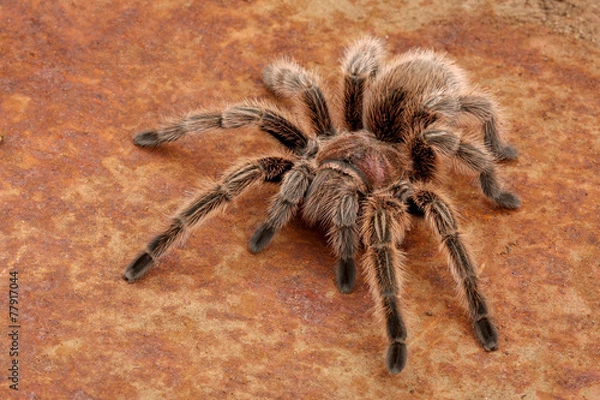 Obraz Chilean Rose Hair Tarantula