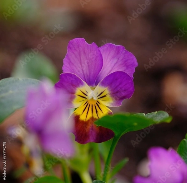 Obraz 表情のある半