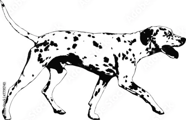 Obraz illustration of a dalmatian dog