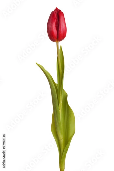 Fototapeta tulip flower on a stem with leaves