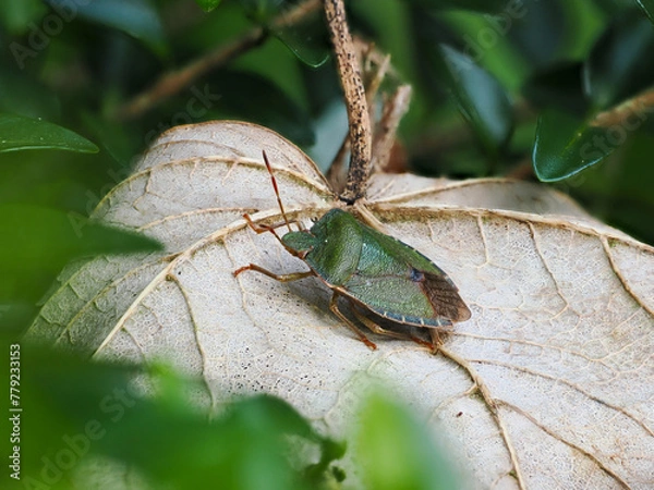 Obraz Common Green Shieldbug on Leaf