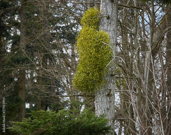 Obraz Large Mistletoe Bush on Tree Trunk