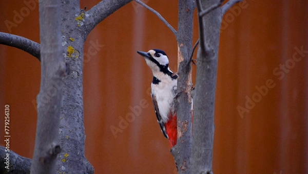 Fototapeta woodpecker sees the photographer