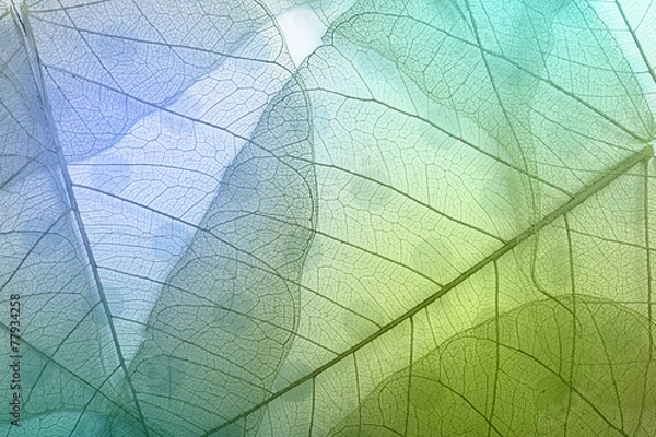 Obraz Macro leaves background texture