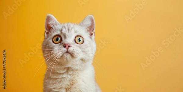 Fototapeta Surprised with news with prices Black Friday 13th concept. Portrait of a shocked white cat with huge opened eyes on yellow background. Copy paste empty place for text