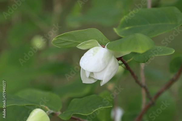 Fototapeta Species of flowering plant, Magnolia Siebold