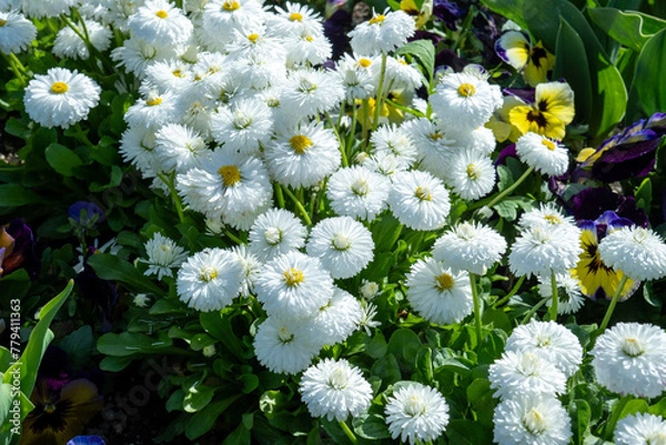 Fototapeta A field of Bellis Perennis with white flowers and purple-yellow pansies around. Colorful blooming Daisy Pomponette. Spring background and cheerful Easter backdrop