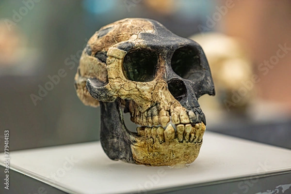 Obraz Ardipithecus ramidus is a species of australopithecine from the Afar region of Early Pliocene Ethiopia 4.4 million years ago 