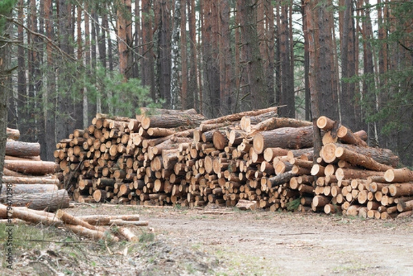 Obraz A stack of cut tree logs lies in the forest and awaits transportation. The rest of the forest in the background.