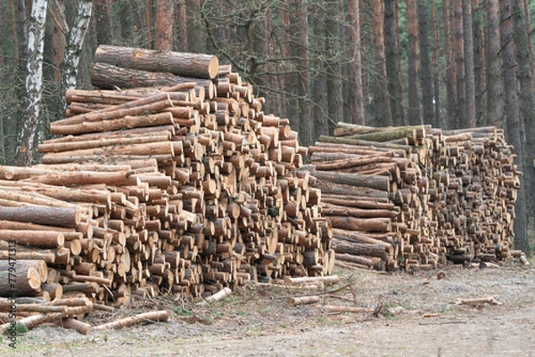 Obraz A stack of cut tree logs lies in the forest and awaits transportation. The rest of the forest in the background.