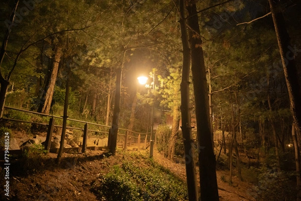 Obraz 밤 공원 산책