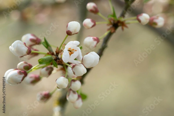 Obraz Beginning of flowering of fruit trees, cherries. The first flower opens
