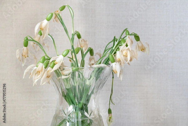Obraz Withered bouquet of snowdrops in a glass vase close-up. Withered flowers.