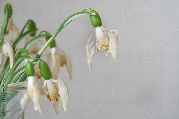 Obraz Withered bouquet of snowdrops in a glass vase close-up. Withered flowers.