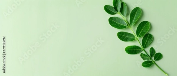 Fototapeta Fresh moringa leaves arranged on a soft green background, ideal for health and wellness themed designs with large copy space