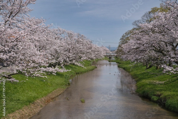 Obraz 玉湯川（玉造温泉）の桜