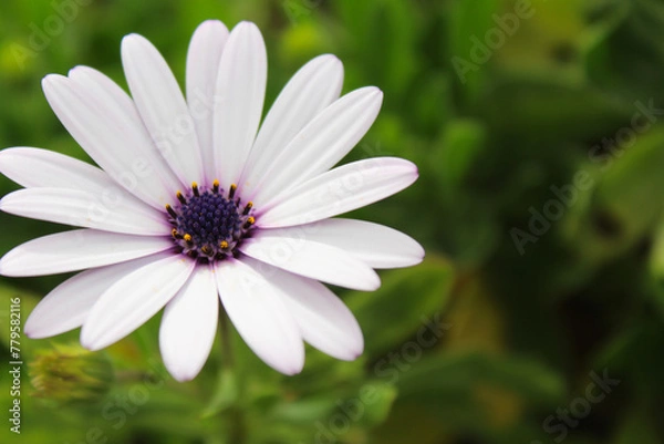 Fototapeta daisy in the grass, delicate light purple flower on a green background,
