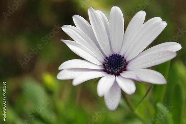 Fototapeta daisy in the grass