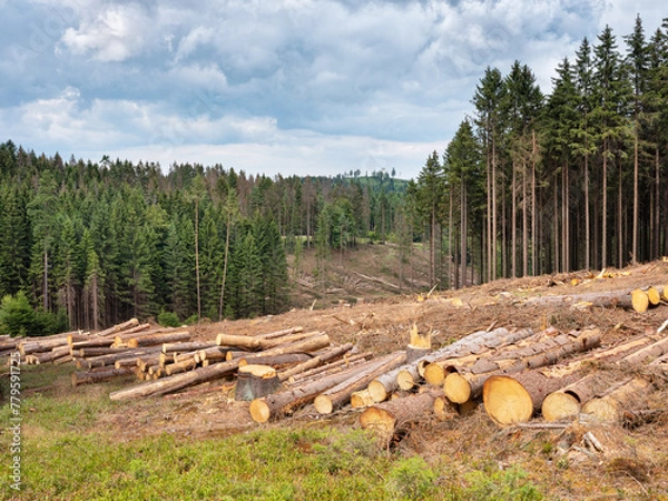 Fototapeta Clearcutting Spruce Trees in the Forest after bark beetle infestation