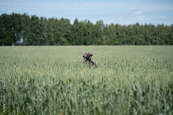 Obraz Weimaraner dog in the fields