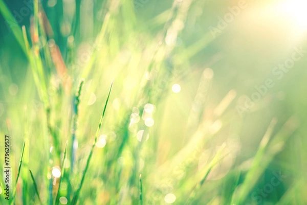 Fototapeta Fresh spring grass in the sunshine and with dew drops close-up. Fresh spring grass close up. Summer or spring background