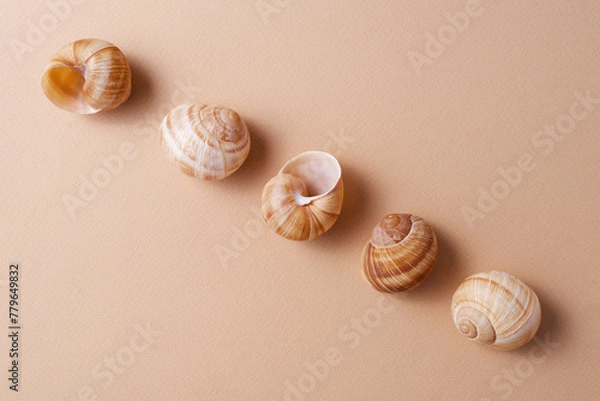 Fototapeta Different snail shells on a beige background, minimalism concept, monochrome palette