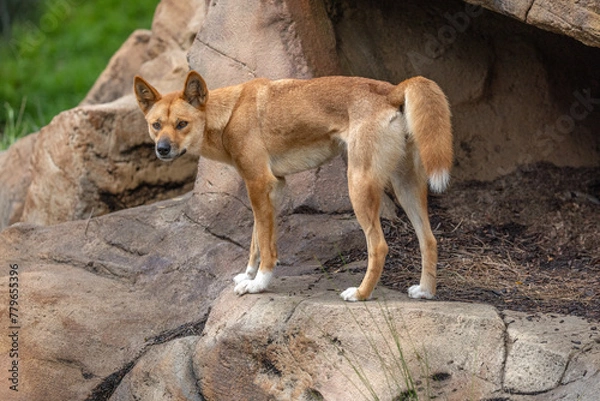Fototapeta Close-up portrait of an Australian Dingo (Canis lupus dingo), which is related to the Singing Dog of New Guinea, looking intently at a possible prey, ears pointing up and tail raised with anticipation