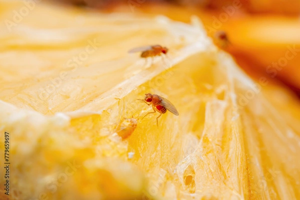 Obraz Tropical Fruit Fly Drosophila Diptera Parasitic Insect Pest on Fruit Macro