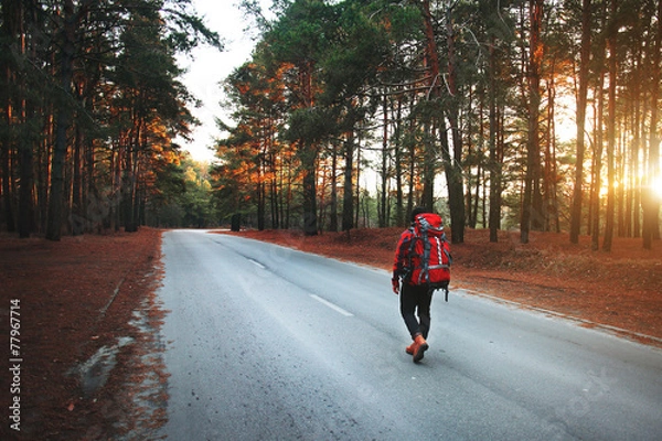 Fototapeta Forest Adventure