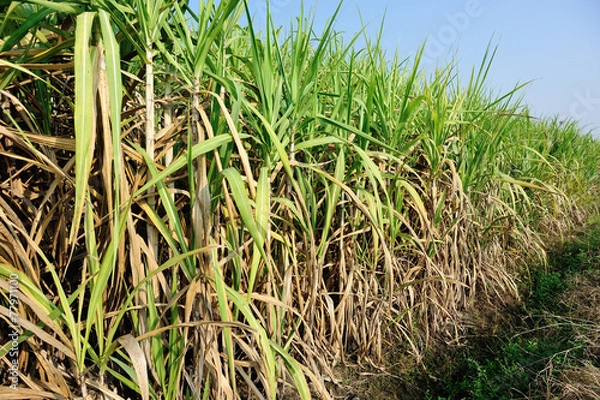Fototapeta sugarcane
