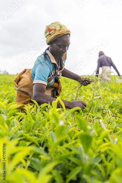 Obraz A woman is picking weed from a field in Africa