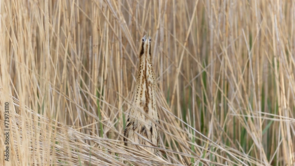 Obraz Eurasian Bittern (Botaurus stellaris) in a Reed Bed