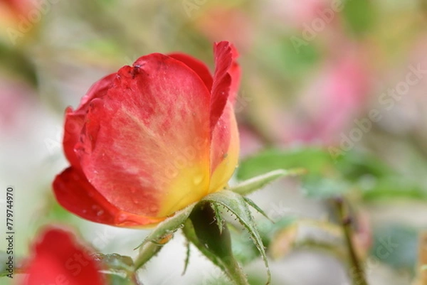 Obraz fleure rouge et jaune