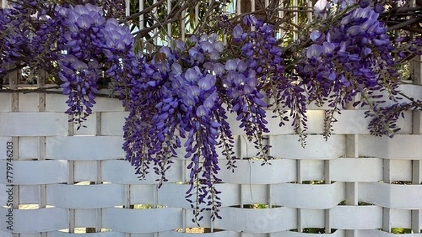 Obraz Spring flowers wisteria. Flowering tree blooming in Sicily