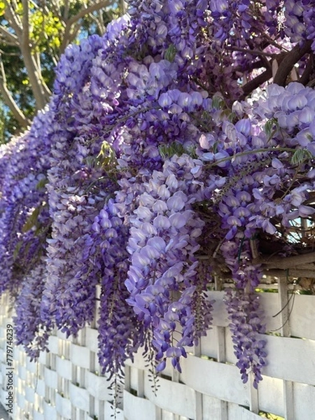 Obraz Spring flowers wisteria. Flowering tree blooming in Sicily