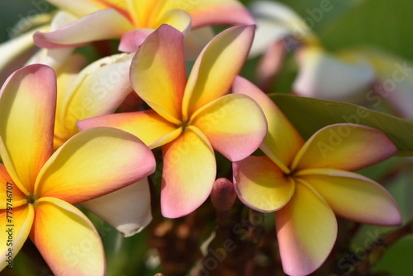 Obraz fleure sur arbre