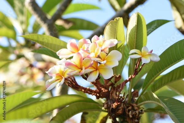 Fototapeta fleure sur arbre