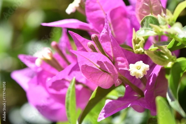 Obraz fleure blanche dans des fleures rose