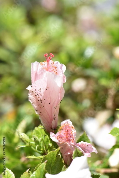 Obraz fleure rose pale