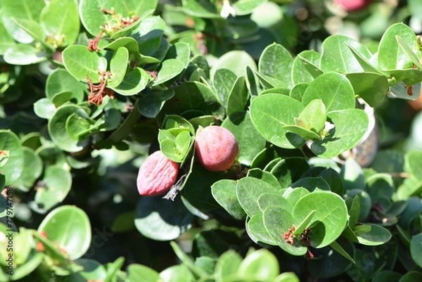 Fototapeta fruit de buisson