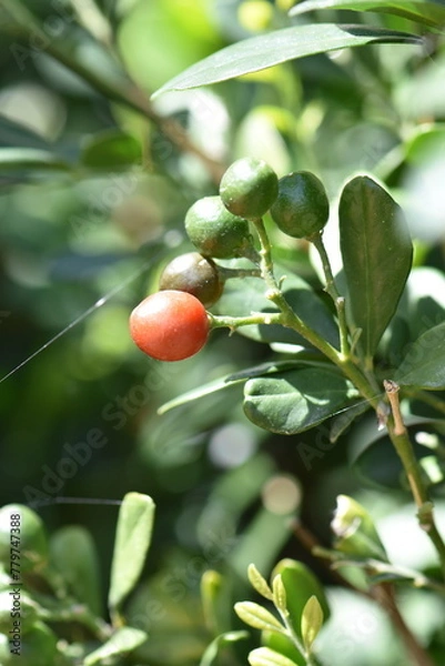 Obraz petite baie au macro