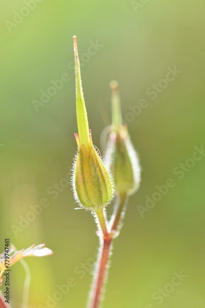 Obraz fleure en macro