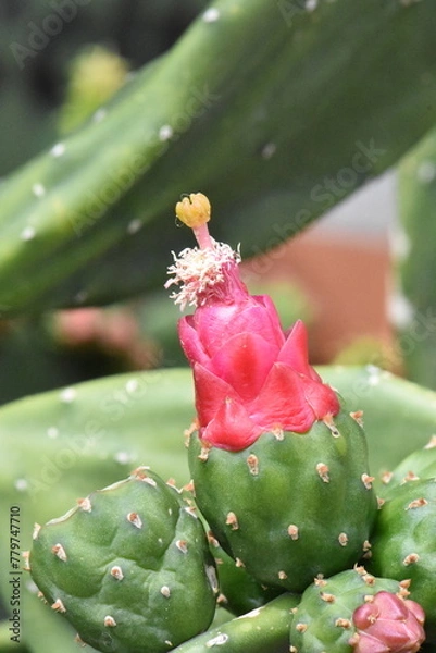 Obraz fleure de cactus