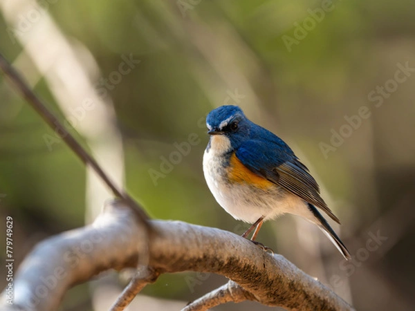 Fototapeta 深い藪の奥でジッとしているルリビタキの雄