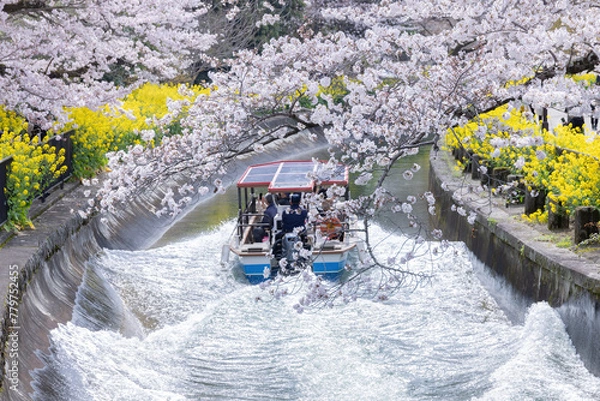 Obraz 春の山科疏水